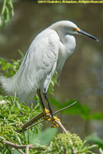 snow egret